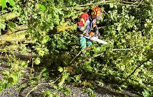 Umgestürzter Baum - Feuerwehrmann bei der Beseitigung eines Windwurfs Umgestürzter Baum - Feuerwehrmann bei der Beseitigung eines Windwurfs