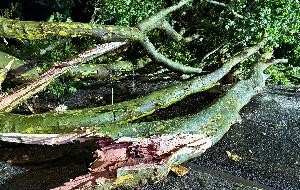 Umgestürzter Baum in der Bahnhofstraße Umgestürzter Baum in der Bahnhofstraße