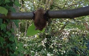 Fledermaus auf Ast am Baum Fledermaus auf Ast am Baum